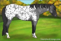 Horse Color:Blue Roan Near Leopard 