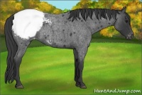 Horse Color:Blue Roan Snowcap Rabicano 