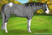 Horse Color:Blue Roan Splash Varnish 