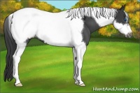 Horse Color:Blue Roan Tobiano Frame Snowcap 