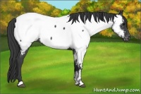 Horse Color:Blue Roan Appaloosa 