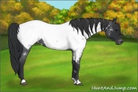 Horse Color:Blue Roan Near Fewspot 
