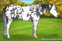 Horse Color:White Spotted Blue Roan Splash Appaloosa 