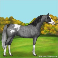 Horse Color:Blue Roan Splash Varnish 