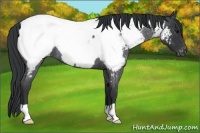 Horse Color:Blue Roan Appaloosa 