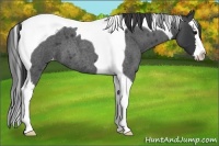 Horse Color:Blue Roan Splash Tobiano Appaloosa 