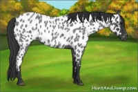 Horse Color:White Spotted Blue Roan Near Leopard 