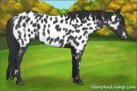 Horse Color:White Spotted Blue Roan Near Leopard 