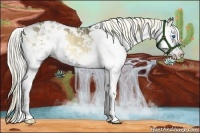 Horse Color:Plaid  Chocolate Palomino Onyx Sabino Splash Rabicano 