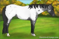 Horse Color:Blue Roan Appaloosa