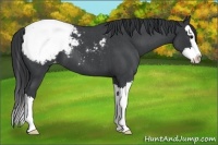 Horse Color:Blue Roan Splash Appaloosa