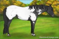 Horse Color:Blue Roan Appaloosa