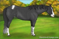Horse Color:Blue Roan Splash Varnish 