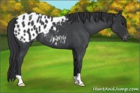 Horse Color:Blue Roan Appaloosa 