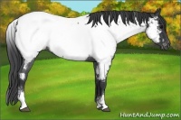 Horse Color:White Spotted Blue Roan Appaloosa 