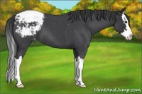 Horse Color:Blue Roan Splash Varnish