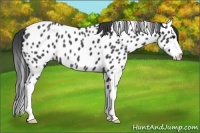 Horse Color:Blue Roan Splash Near Leopard 