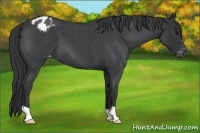 Horse Color:Blue Roan Varnish 
