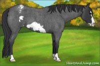 Horse Color:Blue Roan Frame Varnish 