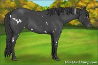 Horse Color:White Spotted Blue Roan Appaloosa 