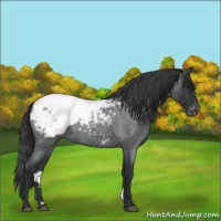 Horse Color:Blue Roan Appaloosa 