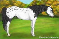 Horse Color:Blue Roan Splash Frame Appaloosa 