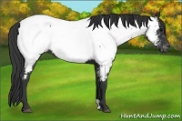 Horse Color:Blue Roan Near Fewspot