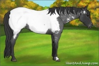 Horse Color:Blue Roan Snowcap 
