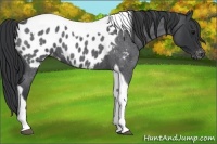 Horse Color:Blue Roan Tobiano Appaloosa 