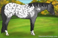 Horse Color:Blue Roan Near Leopard 