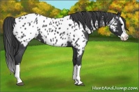 Horse Color:Blue Roan Splash Near Leopard 
