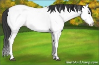 Horse Color:Blue Roan Splash Appaloosa 