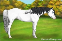 Horse Color:Blue Roan Splash Appaloosa 