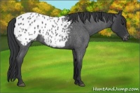 Horse Color:Blue Roan Appaloosa 