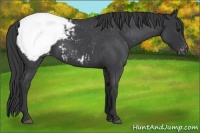 Horse Color:Blue Roan Appaloosa Rabicano 