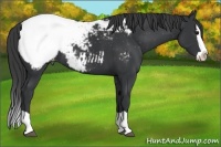 Horse Color:Black Splash Appaloosa Rabicano 