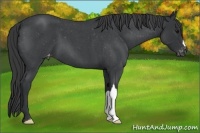 Horse Color:Blue Roan Appaloosa 
