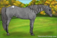 Horse Color:Blue Roan Appaloosa 