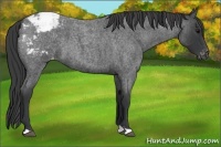 Horse Color:Blue Roan Snowcap 