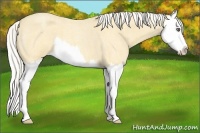 Horse Color:Silver Amber Cream Champagne Roan Splash 
