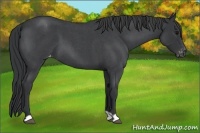 Horse Color:Blue Roan Varnish 