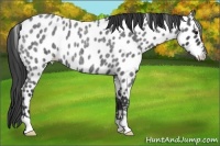 Horse Color:Blue Roan Near Leopard 