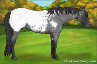 Horse Color:White Spotted Blue Roan Snowcap 