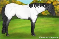Horse Color:Blue Roan Snowcap 