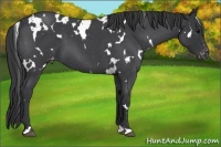 Horse Color:White Spotted Blue Roan Varnish 