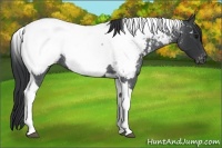 Horse Color:Blue Roan Tobiano Appaloosa