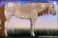 Horse Color:Chestnut Ice Rabicano 