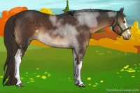 Horse Color:White Spotted Liver Chestnut Sabino 