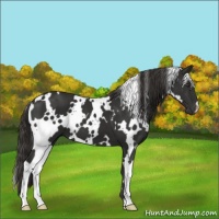 Horse Color:White Spotted Liver Chestnut 