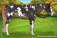 Horse Color:White Spotted Liver Chestnut Splash 